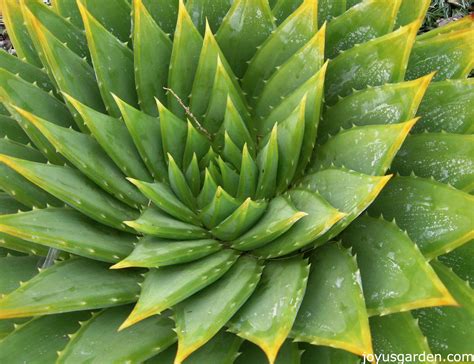 spiral succulent