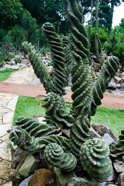 spiralis cactus