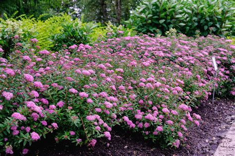 spirea