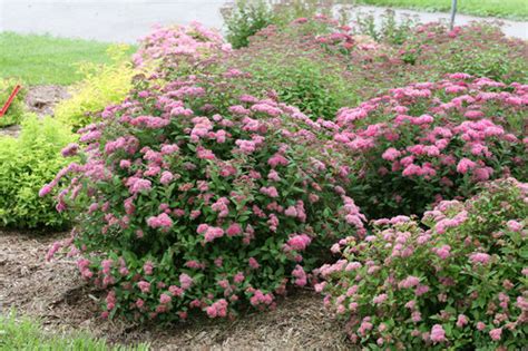 spirea bush