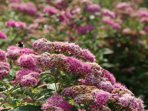 spirea shirobana