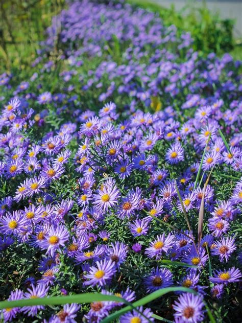 spitting aster plants