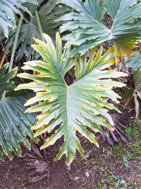 split leaf elephant ear philodendron