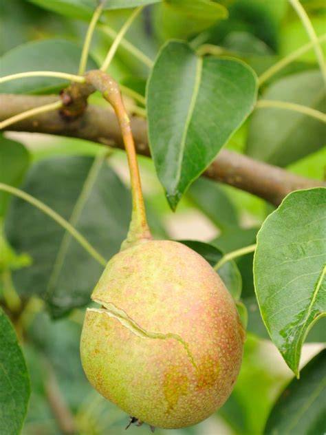 split pear fruit