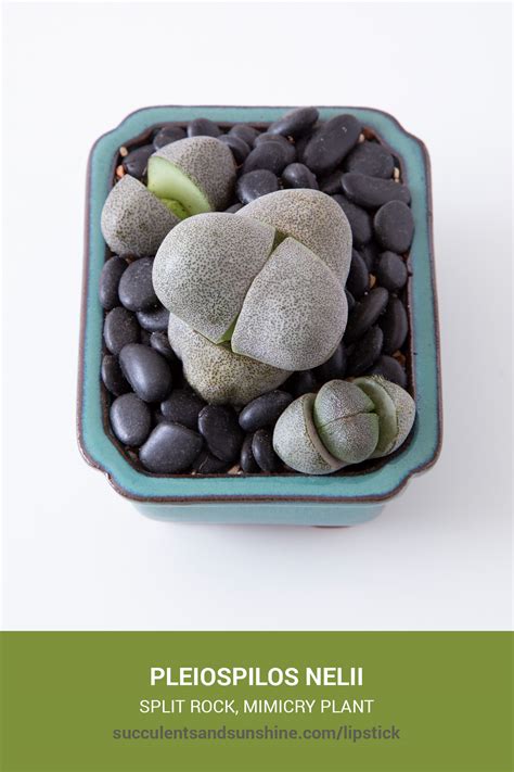 split rock succulent