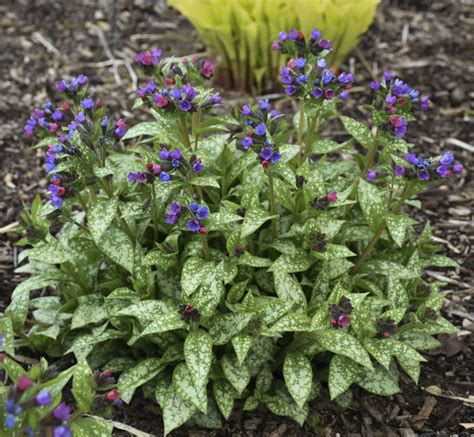 spot on lungwort