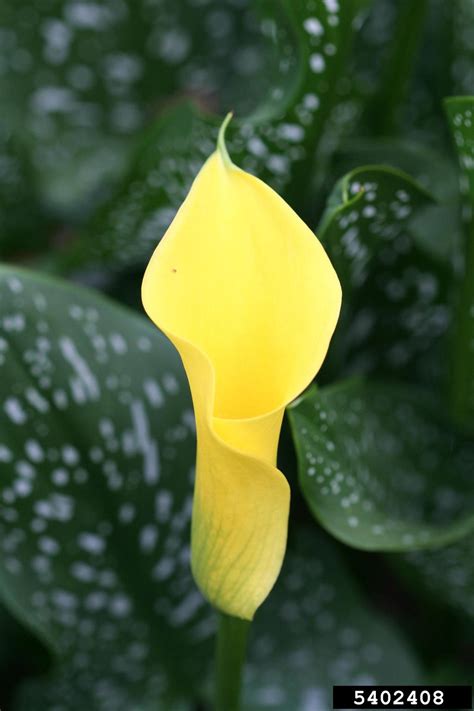 spotted calla lily