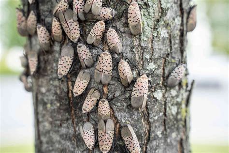spotted lanternfly control