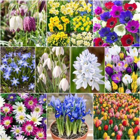 spring bulbs for sale