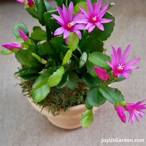 spring cactus care