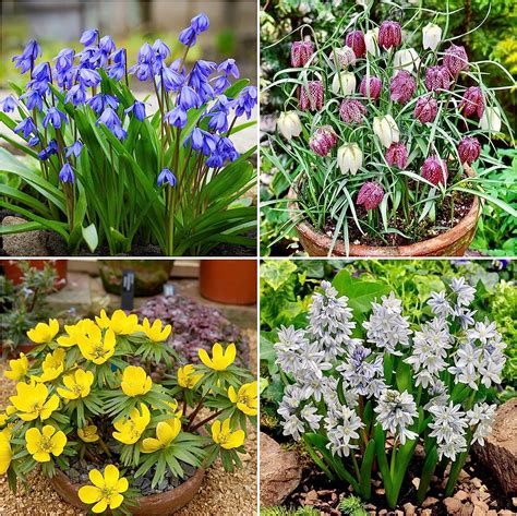 spring flowering bulbs