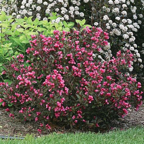 spring flowering bushes