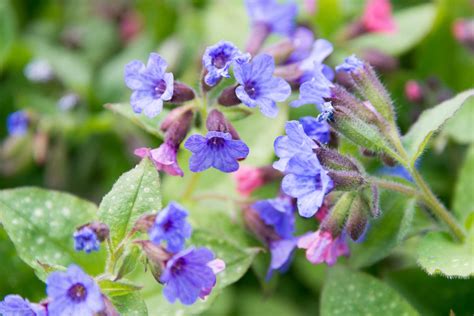 spring flowering perennials