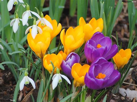 spring flowers