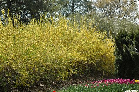 spring glory forsythia