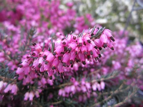 spring heather