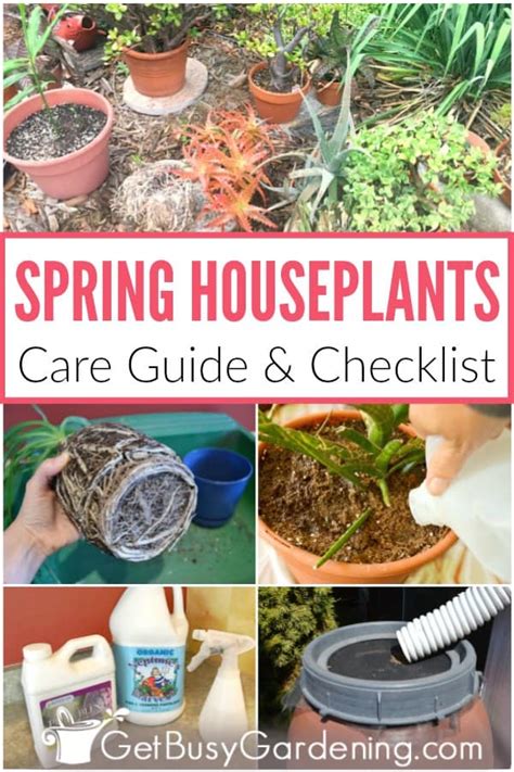 spring houseplant care