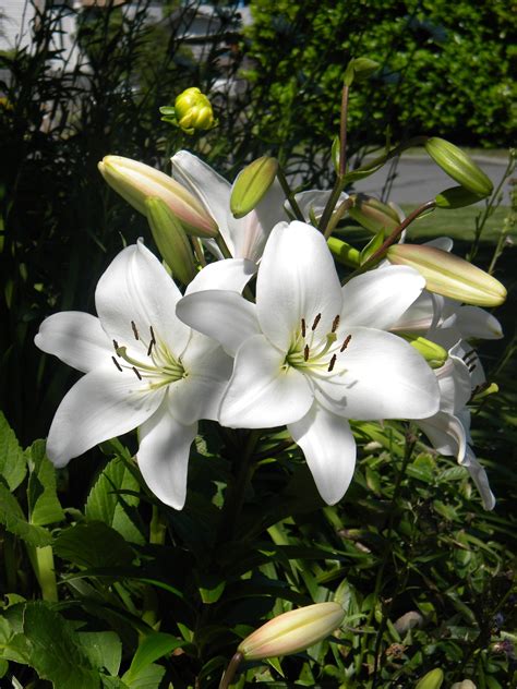 spring lily