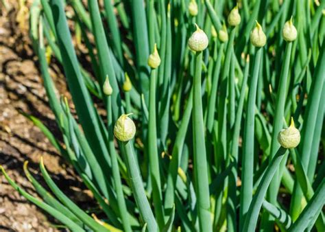 spring onion companion plants