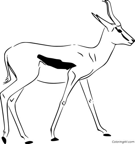springbok colouring pages