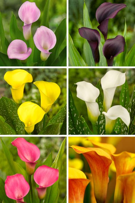sprouting calla lily bulbs