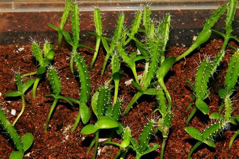 sprouts dragon fruit