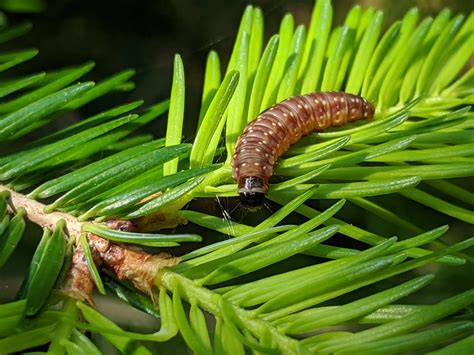 spruce budworm