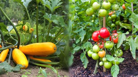 squash and tomatoes planted together