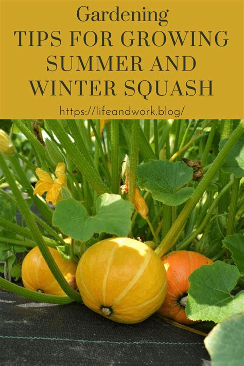 squash growing tips