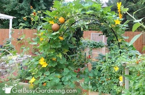 squash vertical trellis