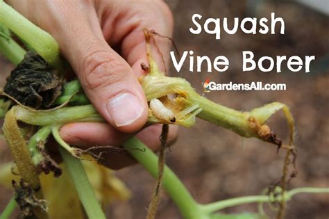 squash vine borer companion planting