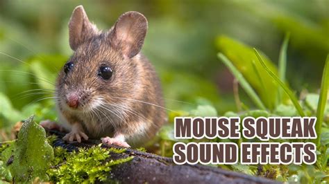 squeak sound