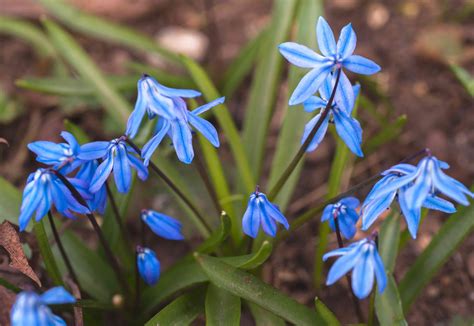 squill flower