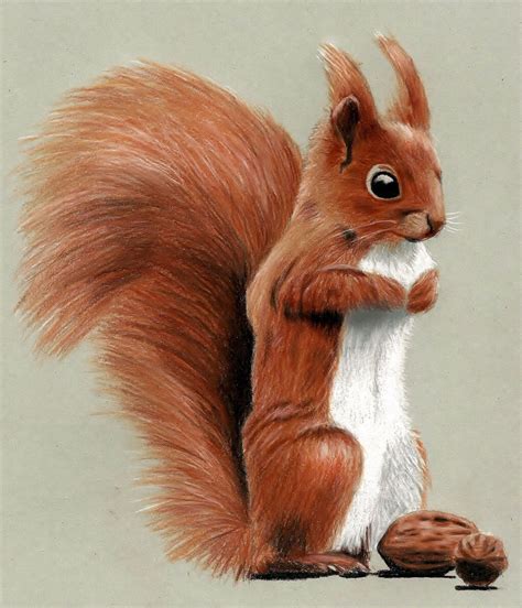 squirrel drawing easy with colour