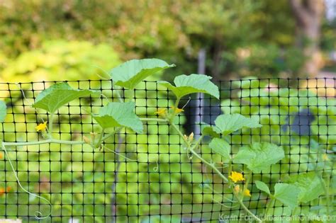 squirrel netting for garden