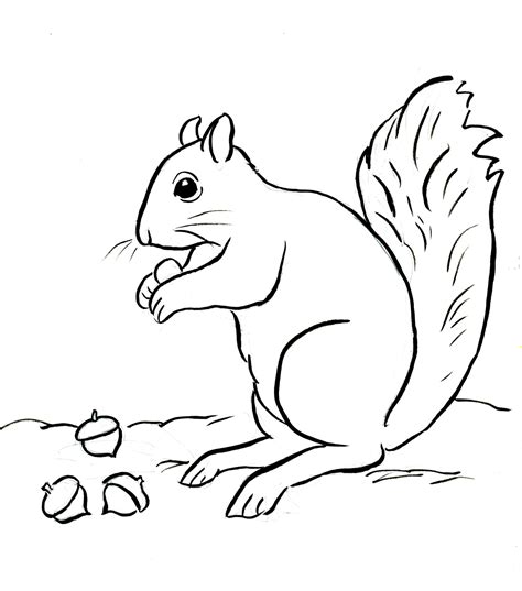 squirrel picture to colour