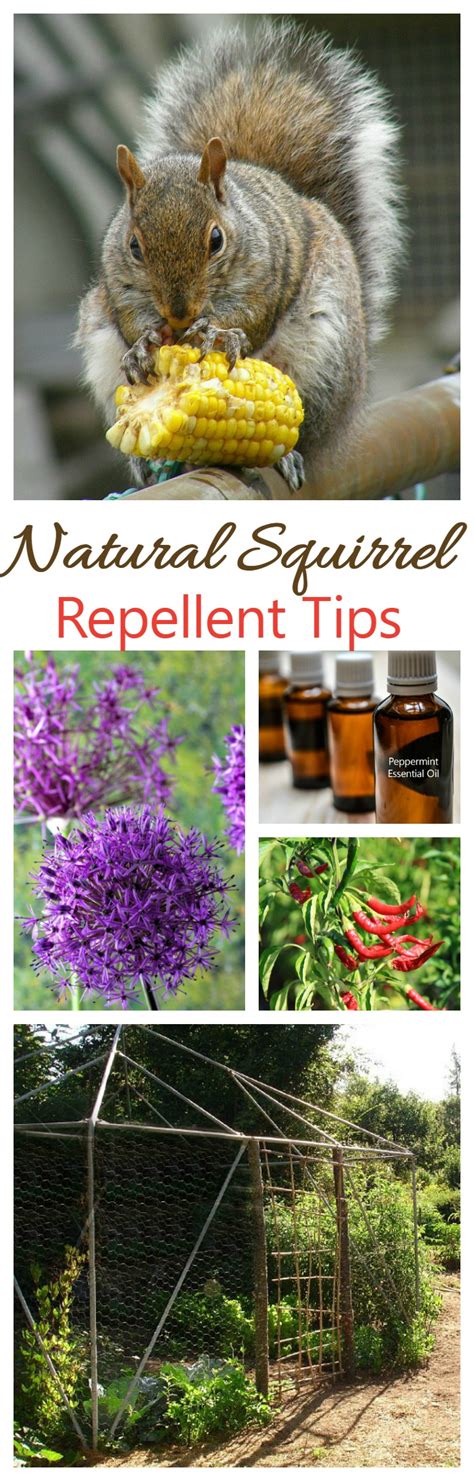 squirrel repellent plants