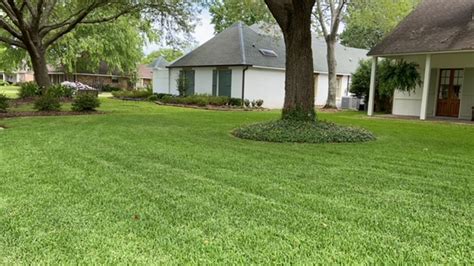 st augustine grass shade