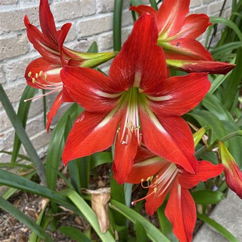 st joseph lily