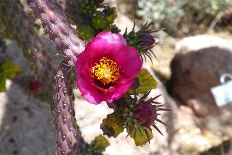 staghorn cactus