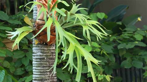 staghorn fern leaf drop
