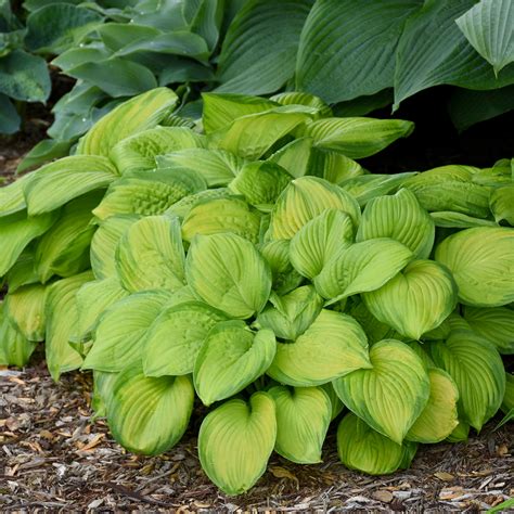 stained glass hosta