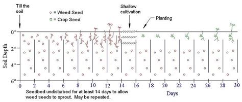 stale seedbed method