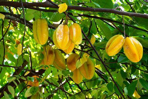 star fruit tree