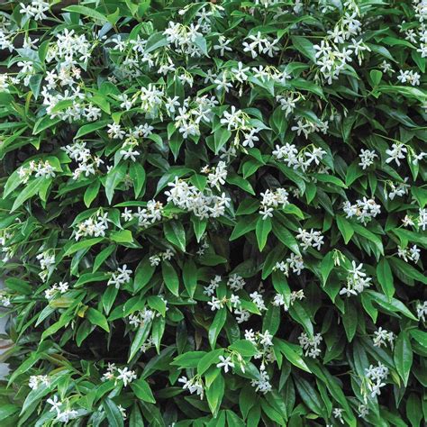 star jasmine evergreen