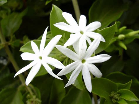 star jasmine flowering plant