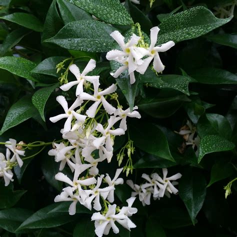 star jasmine trachelospermum jasminoides