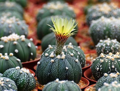 star shaped cactus