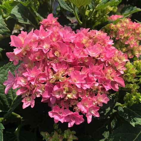 starfield hydrangea