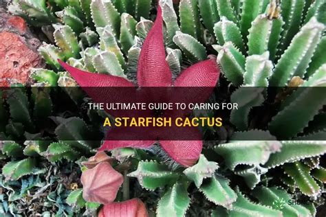 starfish cactus care